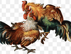 Festival Imlek Sabung Ayam